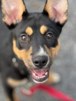 Rescue Australian Kelpie Dogs for Adoption in Leicester, Massachusetts - Elle | PetCurious