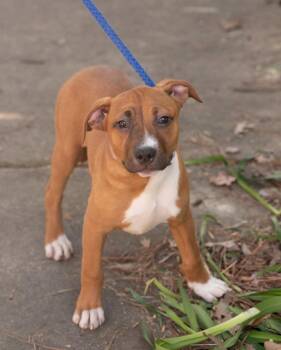 Boxer and Terrier Dogs Available for Adoption - HARPER | PetCurious