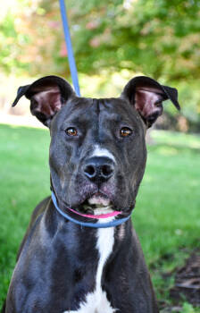 Rescue Pit Bull Terrier and Mixed Breed Dogs for Adoption in Yakima, Washington - Elvira | PetCurious