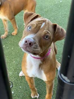 Rescue Boxer and Mixed Breed Dogs for Adoption in Hutchinson, Kansas - Indigo Rayne | PetCurious