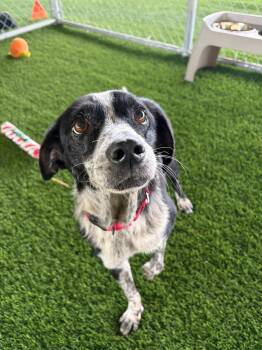 Mixed Breed and Shepherd Dogs Available for Adoption - Nala | PetCurious