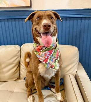 Silly Samson Splashes in the Day and Cuddles at Night -  Labrador Retriever and Husky Dog for Adoption in Friendswood, Texas - Silly Samson Splashes In The Day And Cuddles At Night | PetCurious