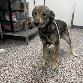 Mixed Breed Dogs Available for Adoption in Salt Lake City, Utah - Rosie | PetCurious