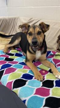 ZARA -  German Shepherd Dog and Mixed Breed Dog for Adoption in Fort Wayne, Indiana - ZARA | PetCurious