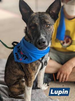 Rescue German Shepherd Dog and Belgian Shepherd Malinois Dogs for Adoption in Portales, New Mexico - Lupin | PetCurious