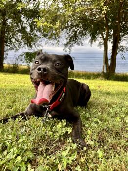 Cesar (in foster) -  Pit Bull Terrier Dog for Adoption in Lacon, Illinois - Cesar (in Foster) | PetCurious