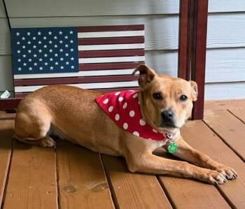 POLLY -  Labrador Retriever Dog Available for Adoption in Alpharetta, Georgia - POLLY | PetCurious