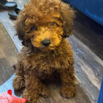 Canaan -  Miniature Poodle Dog for Adoption in Atlanta, Georgia - Canaan | PetCurious