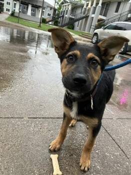 Mixed Breed Dogs Available for Adoption in Dallas, Texas - DIAMOND | PetCurious