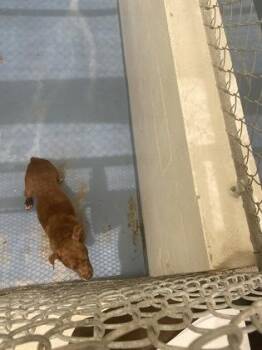 Terrier and Mixed Breed Dogs Available for Adoption in Gainesville, Florida - Ophelia | PetCurious