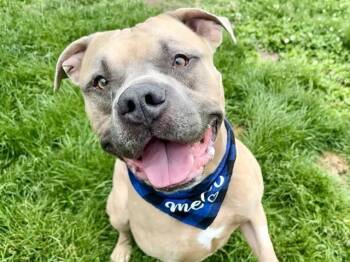 HERCULES -  Pit Bull Terrier Dog for Adoption in Colorado Springs, Colorado - HERCULES | PetCurious