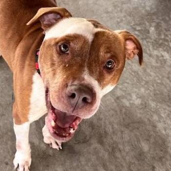 Pit Bull Terrier Dogs Available for Adoption in Honesdale, Pennsylvania - Phantom  | PetCurious
