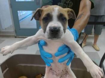 Black Mouth Cur and Mixed Breed Dogs Available for Adoption in Oklahoma City, Oklahoma - A473362 | PetCurious