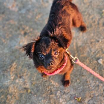 Dachshund and Chihuahua Dogs Available for Adoption - Kissy | PetCurious