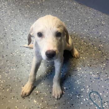TUSC-Stray-85880 -  Labrador Retriever and Great Pyrenees Dog for Adoption in Tuscaloosa, Alabama - TUSC-Stray-85880 | PetCurious
