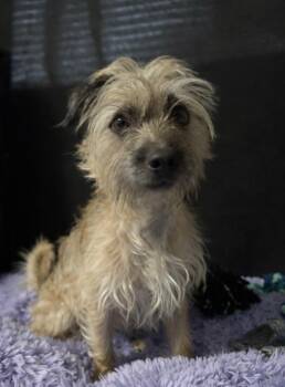 Cairn Terrier Dogs Available for Adoption - Fooshi #0079 | PetCurious