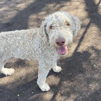 Poodle and Labrador Retriever Dogs Available for Adoption in Spokane, Washington - Kyle | PetCurious