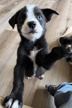 Coach Beard-Ted Lasso Litter -  Mixed Breed Dog for Adoption in Columbus, Ohio - Coach Beard-Ted Lasso Litter | PetCurious