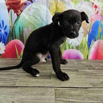 Black Labrador Retriever Dogs Available for Adoption - Aviv | PetCurious