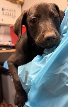 Pit Bull Terrier Dogs Available for Adoption in Vancouver, Washington - Falcon | PetCurious