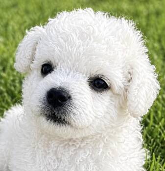 Maltipoo and Bichon Frise Dogs Available for Adoption in Cerritos, California - Burt, Ernie And Kincaid  | PetCurious