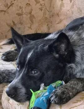 Moose -  Australian Cattle Dog Blue Heeler Dog for Adoption in Maryville, Tennessee - Moose | PetCurious