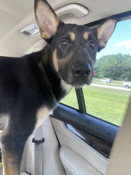 Chance -  German Shepherd Dog Dog for Adoption in Troy, Alabama - Chance | PetCurious
