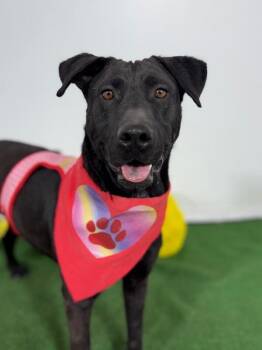 Ashley-One of our Amazing Rescue Dogs -  Chocolate Labrador Retriever and Mixed Breed Dog for Adoption in Carlsbad, California - Ashley-One Of Our Amazing Rescue Dogs | PetCurious