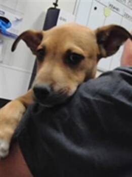 JACKSON -  Dachshund and Mixed Breed Dog for Adoption in Albuquerque, New Mexico - JACKSON | PetCurious