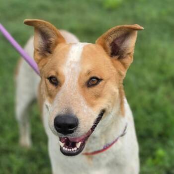 Cattle Dog Dogs Available for Adoption in Austin, Texas - Mac JuM | PetCurious