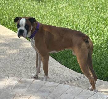 Rescue Boxer Dogs for Adoption in Park Row, Texas - Axelrod | PetCurious