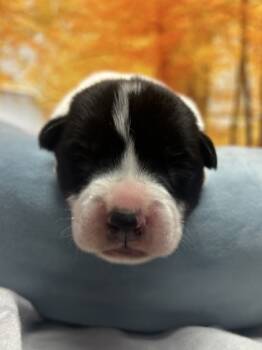 Rescue Border Collie and Mixed Breed Dogs for Adoption in San Antonio, Texas - Kirby | PetCurious