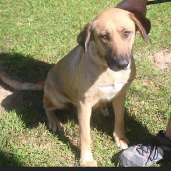 German Shepherd Dog Dogs Available for Adoption in Danville, Vermont - Bonnie Girl | PetCurious