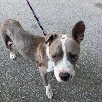 Miracle -  Pit Bull Terrier Dog for Adoption in Greensboro, North Carolina - Miracle | PetCurious