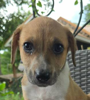 Oat -  Collie and Beagle Dog for Adoption in Newport, Tennessee - Oat | PetCurious