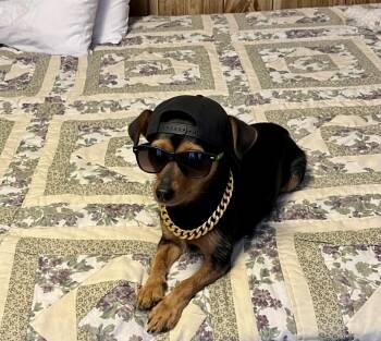 Roxie -  Chihuahua and Dachshund Dog for Adoption in Triana, Alabama - Roxie | PetCurious