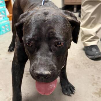 Brooklyn -  Mastiff Dog for Adoption in Yuma, Arizona - Brooklyn | PetCurious