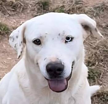 Labrador Retriever and Boxer Dogs Available for Adoption in Andover, Massachusetts - Fancy | PetCurious