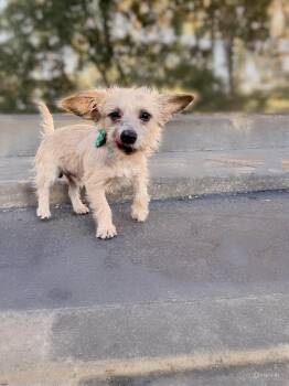 Rescue Terrier Dogs for Adoption in Georgetown, California - Benji | PetCurious