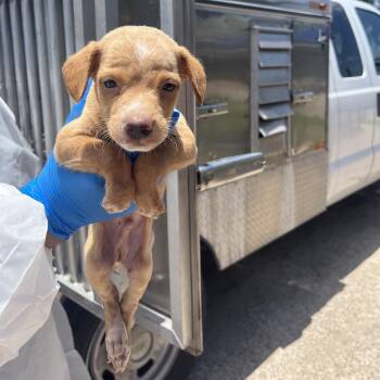 Pear -  Shepherd Dog for Adoption in Edinburg, Texas - Pear | PetCurious