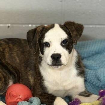 Boxer and Border Collie Dogs Available for Adoption in Sacramento, California - Pumpkin  | PetCurious