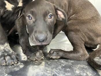 JUDY -  Mixed Breed Dog for Adoption in Dallas, Texas - JUDY | PetCurious