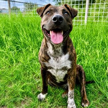 Tom -  Pit Bull Terrier and Mixed Breed Dog for Adoption in Houston, Texas - Tom | PetCurious