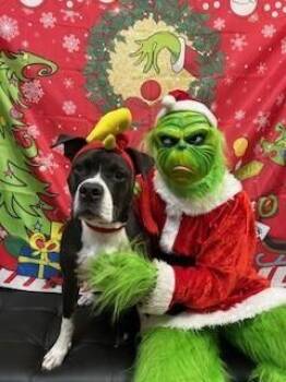 Milo -  American Bulldog Dog for Adoption in Maitland, Florida - Milo | PetCurious