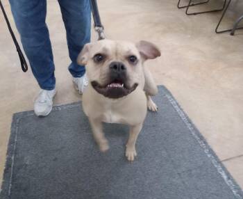 Pit Bull Terrier and French Bulldog Dogs Available for Adoption - Betsy | PetCurious