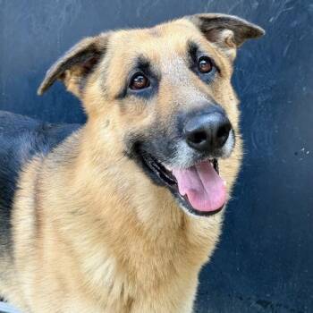 Klaus -  German Shepherd Dog Dog for Adoption in Dayton, Ohio - Klaus | PetCurious