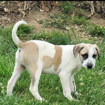 Derk -  Mixed Breed Dog for Adoption in Fairfax Station, Virginia - Derk | PetCurious