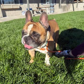 Pluto -  French Bulldog Dog for Adoption in Bend, Oregon - Pluto | PetCurious