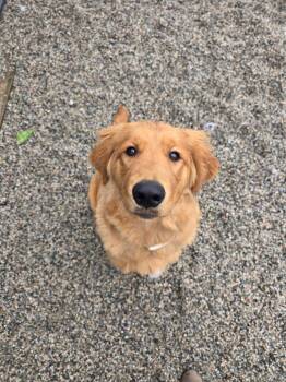 Golden Retriever Dogs Available for Adoption in New Westminster, British Columbia - Lucky  | PetCurious