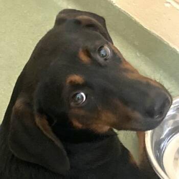 Chocolate -  Mixed Breed Dog for Adoption in Cincinnati, Ohio - Chocolate | PetCurious